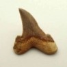 Otodus cf. sokolovi 