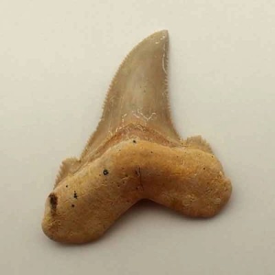Otodus cf. sokolovi Otodus cf. sokolovi