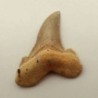  Otodus cf. sokolovi
