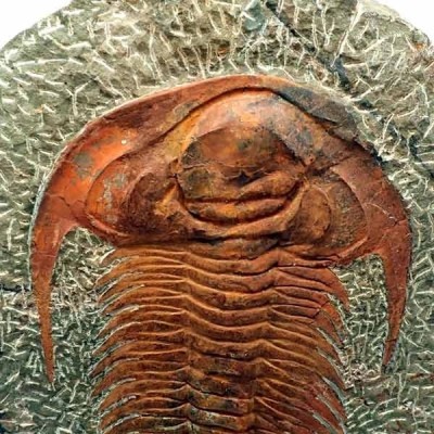 Acadoparadoxides nobilis Acadoparadoxides nobilis