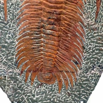 Acadoparadoxides nobilis Acadoparadoxides nobilis