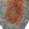  Acadoparadoxides nobilis