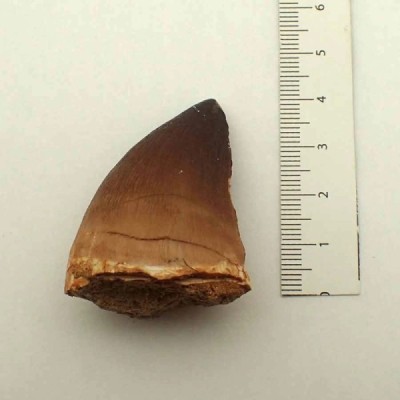 Prognathodon anceps Prognathodon anceps