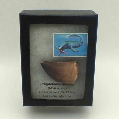 Prognathodon anceps Prognathodon anceps