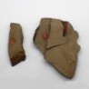 Xhiphosurine sp.
