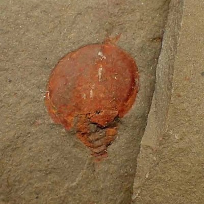 Xhiphosurine sp. Xhiphosurine sp.