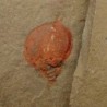  Xhiphosurine sp.