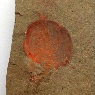 Xhiphosurine sp. Xhiphosurine sp.