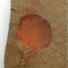  Xhiphosurine sp.