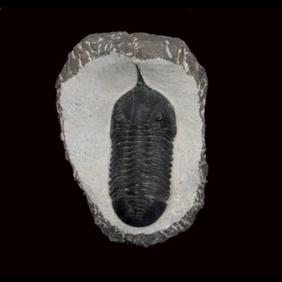 Morocconites malladoides Morocconites malladoides