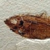  Knigthia alta