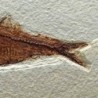  Knigthia alta