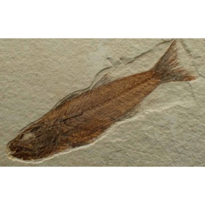 Mioplosus labracoides Mioplosus labracoides