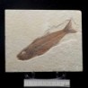 Mioplosus labracoides