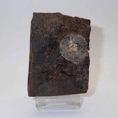 Cyclocarya brownii Cyclocarya brownii