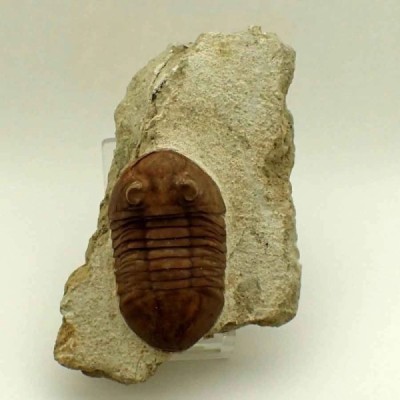 Asaphus holmi Asaphus holmi