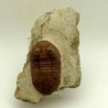 Asaphus holmi
