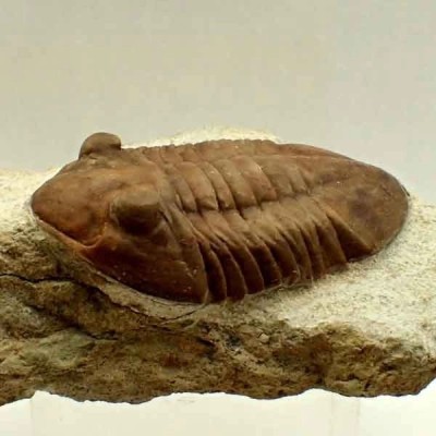 Asaphus holmi Asaphus holmi