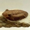  Asaphus holmi