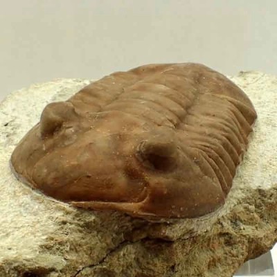 Asaphus holmi Asaphus holmi