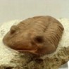  Asaphus holmi