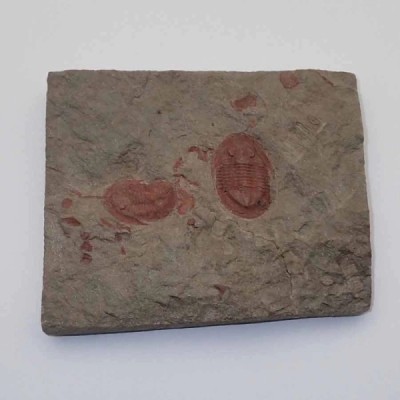 Asaphellus cf. fezouataensis Asaphellus cf. fezouataensis