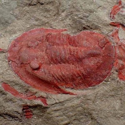 Asaphellus cf. fezouataensis Asaphellus cf. fezouataensis