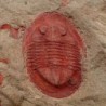  Asaphellus cf. fezouataensis