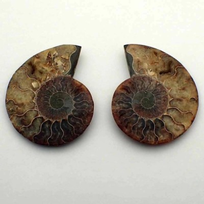 Cleoniceras besairiei(seccionado) Cleoniceras besairiei(seccionado)