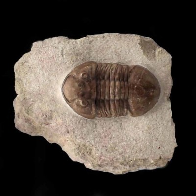 Asaphus punctatus Asaphus punctatus