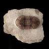 Asaphus punctatus