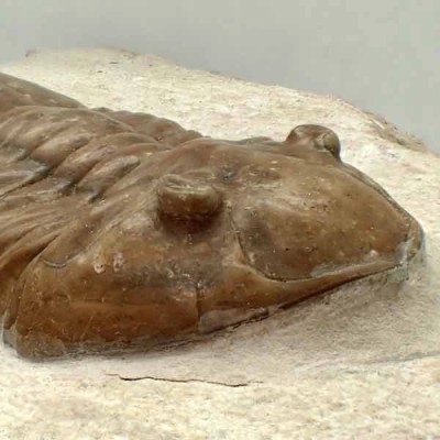 Asaphus punctatus Asaphus punctatus