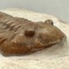  Asaphus punctatus