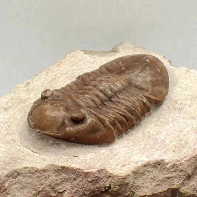Asaphus punctatus Asaphus punctatus