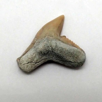 Galeocerdo cuvier Galeocerdo cuvier