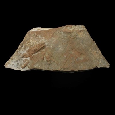 Cruziana Cruziana