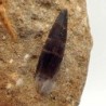  Plesiosaurus mauritanicus