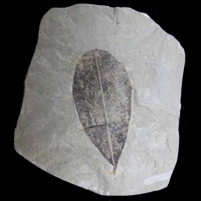 Leguminosites_lesquereuxiana Leguminosites_lesquereuxiana