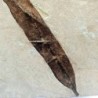  Salix cockerelli