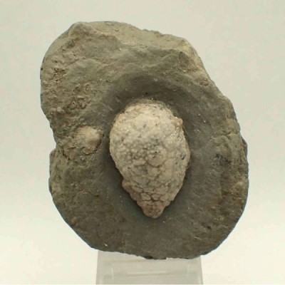 Holocystites scutellatus Holocystites scutellatus