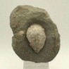 Holocystites scutellatus