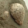  Holocystites scutellatus