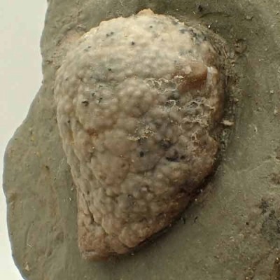 Holocystites scutellatus Holocystites scutellatus