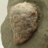  Holocystites scutellatus