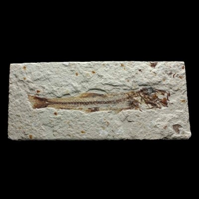 Prionolepis cataphractus Prionolepis cataphractus