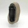 Reedops cephalotes