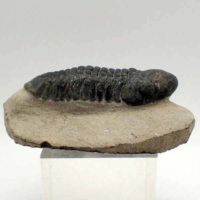 Reedops cephalotes Reedops cephalotes