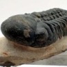  Reedops cephalotes