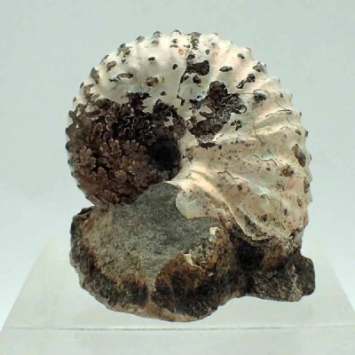 Discoscaphites gulosus Discoscaphites gulosus