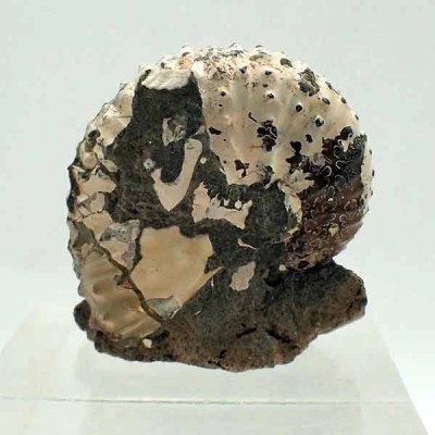 Discoscaphites gulosus Discoscaphites gulosus